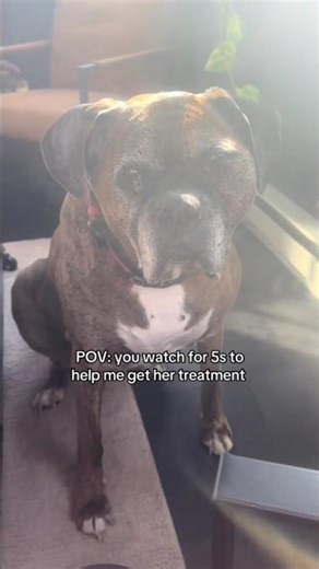 My dog Lucy has fibrosarcoma (mouth cancer). She's only 6 and still full of life. #dogcharity #fyp #