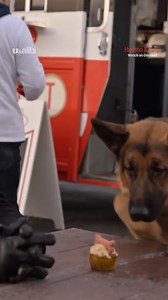 527K views · 10K reactions | Can Rex resist the temptation of a delicious pupcake? 療 Hudson & Rex is available on demand | U&Alibi | Facebook