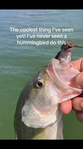 Cool humming bird #Hummingbirdlove #hummingbird #reel #animals #videobird #viral #bird #nature #animais | Hummingbird Love