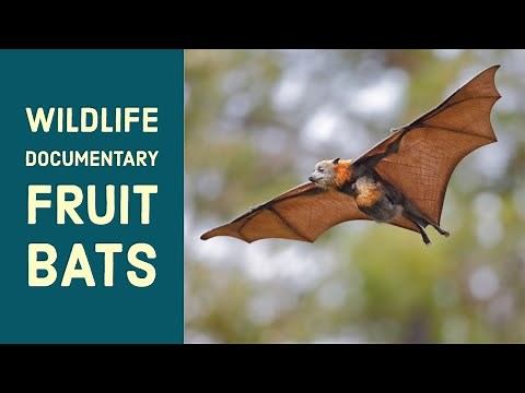 fruit bat | mega bat | Flying fox. How bats fly, poop, mate, eat, fight? interesting facts.