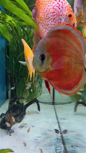 Just beautiful discus fish colours#aquarium