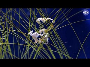 Virtual Visit: Dwarf Seahorses!