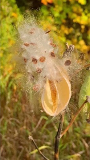 Bursting milkweed pods waiting for the perfect breeze.