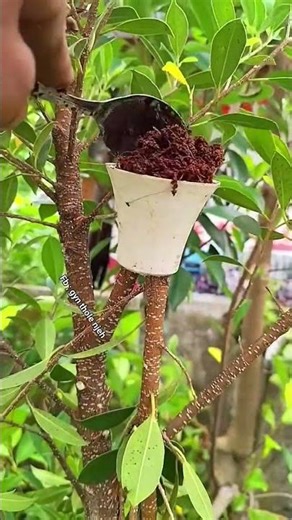 Bonsai Branch Development Using the "Lightbulb Method"