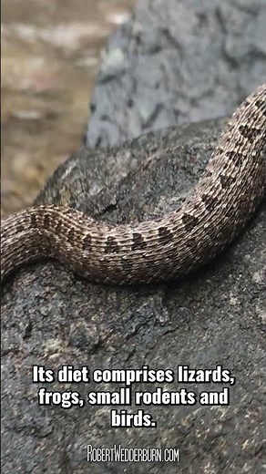 Berg Adder (Bitis atropos) - One-Minute Wildlife with Robert Wedderburn