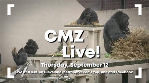 19K views · 342 reactions | TODAY! Tune in to Cleveland Metroparks Zoo’s Facebook or YouTube page at 11 a.m. to watch the Zoo’s gorilla troop enjoying the late summer temperatures! #CMZLive | Cleveland Metroparks Zoo | Facebook