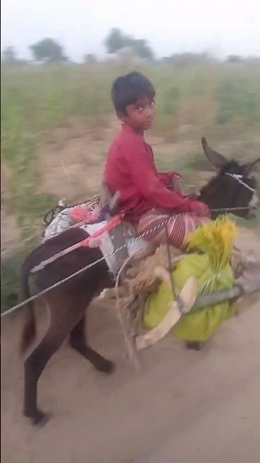 Amazing Facts About Donkey | Intelligent & Hardworking Animal | Donkey Care & Uses #donkeyfriend