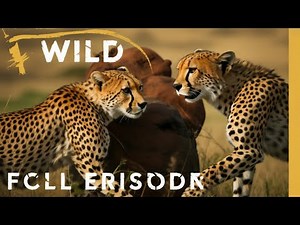 The Way of the Cheetah: Survival in the Wild