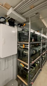 Today at the farm, we conducted an important test—a trial run of our backup power system powered by batteries. 💡 In light of the prolonged power outages, this has never been more relevant, as maintaining stable conditions for our L-plecos is crucial.Now, our aquariums, filtration, and aeration systems will continue to operate without interruption, even if the main power goes out. This is another step towards ensuring the safety and comfort of our fish, no matter the external circumstances.With 