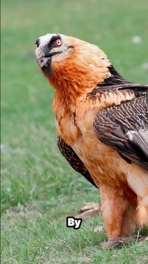 Bearded Vulture | The Bird That Eats Bones 🦴