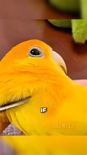 That shell on your😍 bird's feathers? Don't touch it 🐦 #parrots #birds #wildlife