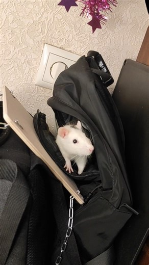The backpack is packed: Rat Edition 🐀🧰✨
