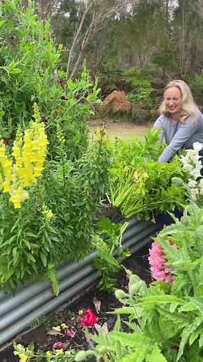 Picking Celery from the Veggie Garden