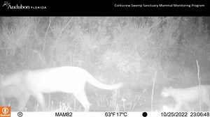 2.8K views · 205 reactions | Check out this Trailcam Tuesday! One of our trail cameras captured this mother Florida panther (Puma concolor coryi) and two of her kittens walking through a pine forest at Corkscrew Swamp! These kittens still have spots that will fade over time, and usually be completely gone by around 6 months old. | Audubon's Corkscrew Swamp Sanctuary | Facebook