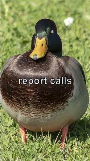 The Secret DNA Code That Could Unite All Big Cats