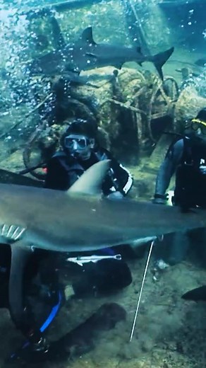 Shark Week: Daring Dive with Hungry Sharks