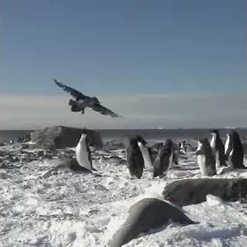 Penguins vs Skua . 🐧🐧🐧