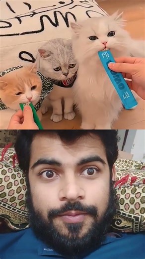 My Four cats feeding time #status #tweening