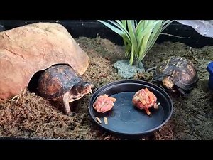 Box Turtle Food Balls Tutorial