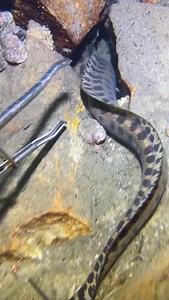 #fishinglife #keepsupporting #fishingfrontier #spearfishing #sealife | Fishing Frontier