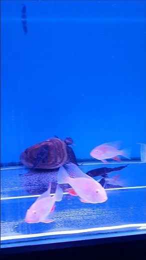 Three different types of fish