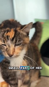 Meet Babushka, a gentle soul with a heart full of love. 💛 This sweet senior is part of our Wonderful 84 campaign and is looking for a cozy forever home to share her golden years. Though she’s on medication for diabetes, all Babushka truly needs is a warm lap, a caring heart, and a peaceful place to call her own. Can you be her person? Adopt or foster Babushka, and together, let’s make her golden days unforgettable. Adopt Babushka: http://tiny.cc/25oszz | Stray Cat Alliance