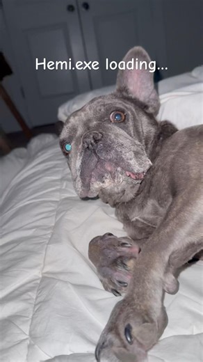 Hemi Wakes Up Like This Every Morning 😴🐾