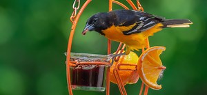 When Do Orioles Come Back to Indiana? (Get your feeders ready!)