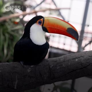 Why do toucans have such a large, colorful bill? [VID: Why do toucans have such a large, colorful bill? Their bill can be four times the size of their head and nearly as long as their body. Some experts believe the colorful bill evolved to attract potential mates. Others believe that it’s useful in scaring away predators or other competitors for food. The toucan can also use its bill to get at hard-to-reach food. Toucans are known for reaching deep into tree cavities to grab eggs from other bird