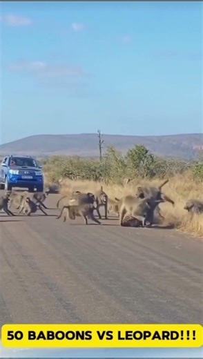50 Baboons vs Leopard!!! #shorts #animals