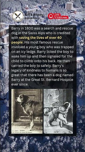 The Hero St. Bernard Dog of the Alps