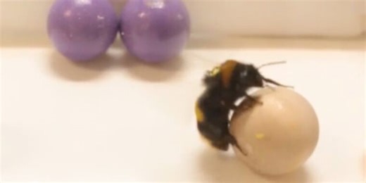Bees like to roll little wooden balls as a form of play, study finds