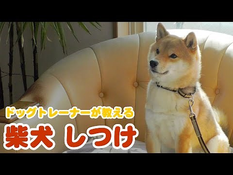 【犬種別しつけ】 柴犬のしつけ｜ドッグトレーナーのしつけ教室初級編㉝