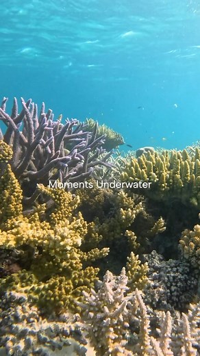 370 reactions · 63 shares | A school of humphead parrotfish, a white tip shark, an array of fish and a variety of healthy corals! Marvelous day snorkeling in one of Palau’s Marine Protected Areas! #visitpalau #micronesia | Visit Palau | Facebook