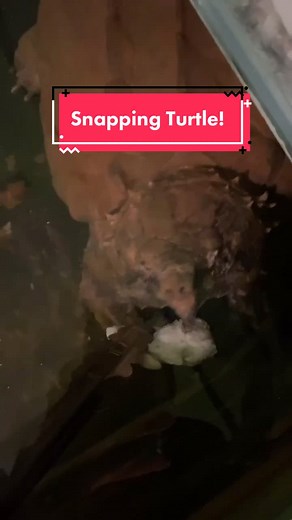 Snapping Turtle eats wings🍗 #MakeItMagical #Productivity #snappingturtle #alligatorsnappingturtle #alligatorsnapper #petturtle #howbizzare #foryou #f