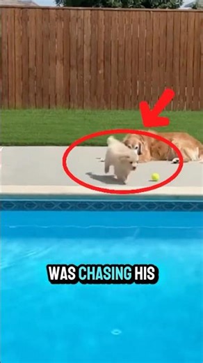 My 8-Week-Old Puppy Jumped in the Pool. He Couldn't Swim❤️‍🩹🥹 #shorts #dog