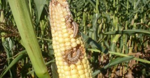 Wheat Pete's Word, Aug 19: Aphid Watch '15 Continues, WBC Concerns, Cover Crop Options & A Plan for Giant Hogweed