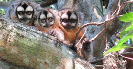 Mix of factors prompts owl monkeys to leave parents