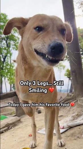 He Has Only 3 Legs… But This Food Makes Him Forget Everything ❤️🐶 #shorts