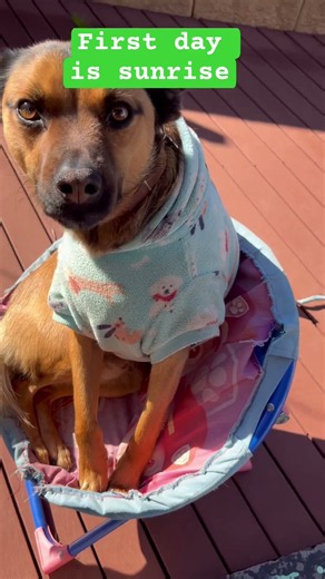 🌺🇦🇺we’re think Rusty part of my family ,not a pet#Rusty #shorts #petlover #smartpets #amazingpets