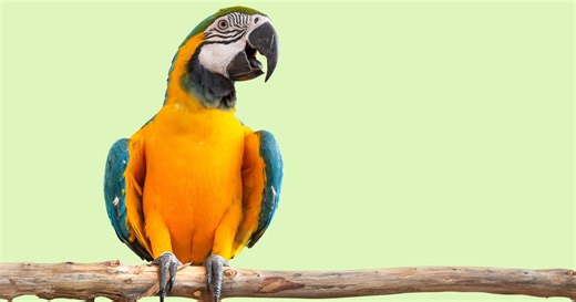 Macaw Who 'Chooses Violence' Uses Scissors to Show Dog Who's Boss