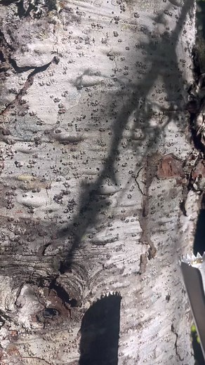 The scent of a tree in a bottle. Amazing, natural skin care - rowenforest.com #sunflowerfarm #asmr #asmrvideo #asmrnature #satisfying #satisfyingthings #satisfyingvid #blisterpop #blisterpoppin #nature #pnw #wilderness #rowenforest