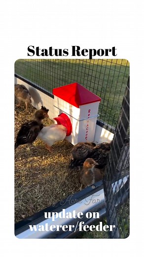 Update on the new RentACoop stuff! By 4 o’clock we were out of water so the waterer is not big enough for 30 chicks to go one entire day. In all fairness, we did not expect it to be. The one we were using before wasn’t either. I’m undecided at this point whether or not to put an adult size waterer in there. I actually like the smaller size and think I’m leaning toward buying a second set of the chick size pair so I can put a second feeder higher up for the taller chicks and keep one low for the 