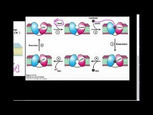 Lactose Transporter: How Does it Work?