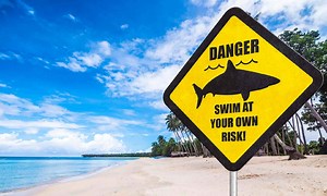 Swim At Your Own Risk: Earth’s Most Shark-Infested Beaches