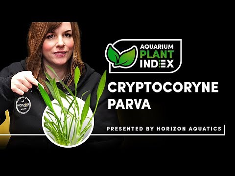 How to Grow Cryptocoryne Parva – Smallest Low Tech Aquarium Plant