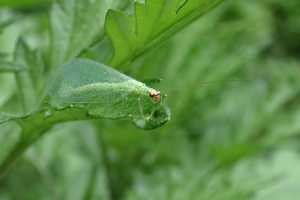 Michigan insects in the garden – Season 2 Week 9: Chrysopidae
