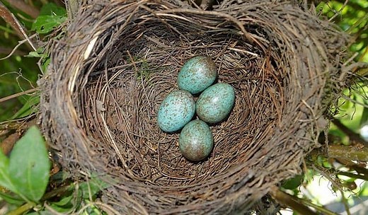 Why Do Birds Abandon Their Nests with Eggs? - Birding Depot