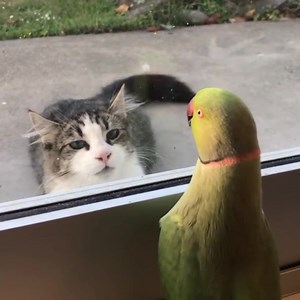 287K views · 515 reactions | Zijn vreemde talen voor jou geen kat in het bakkie  ? Geen idee hoe je iets moet uitspreken? Beluister het op Google Translate  https://goo.gle/3x8vMyH | Google | Facebook