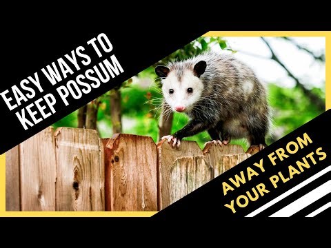 How To Keep Possums Away From Your Plants - Easiest Ways